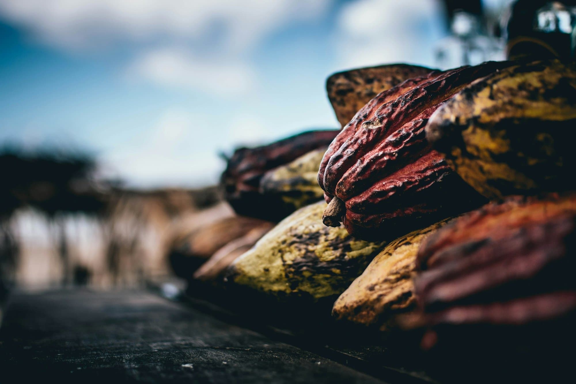 A pile of ripe cacao pods, red and ochre, in Itacaré.