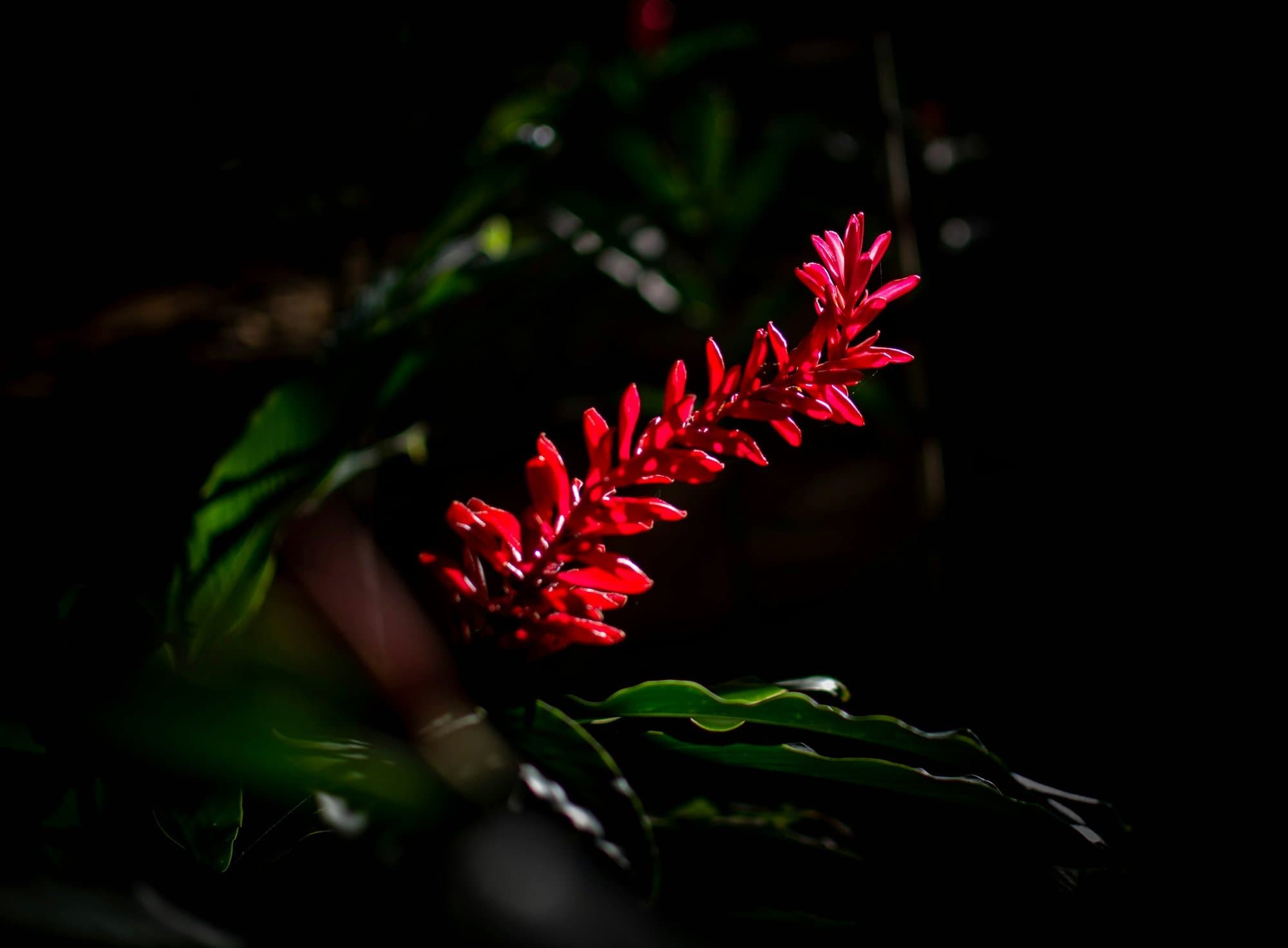 A red tropical flower against dark forest leaves in Itacaré.